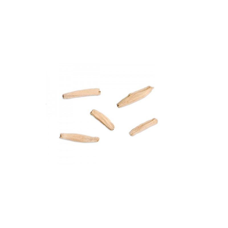 Adenium obesum - Lango Baya