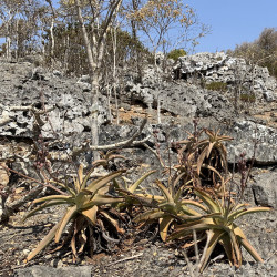 Aloe perryi - Zerig