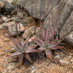 Aloe perryi - Hamadero