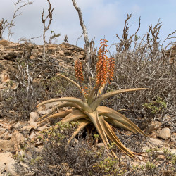 Aloe perryi - Meheni