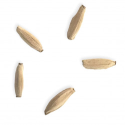 Adenium obesum Jabal Shada