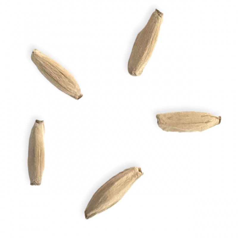 Adenium obesum Jabal Shada