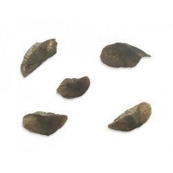 Aloidendron ramosissimum