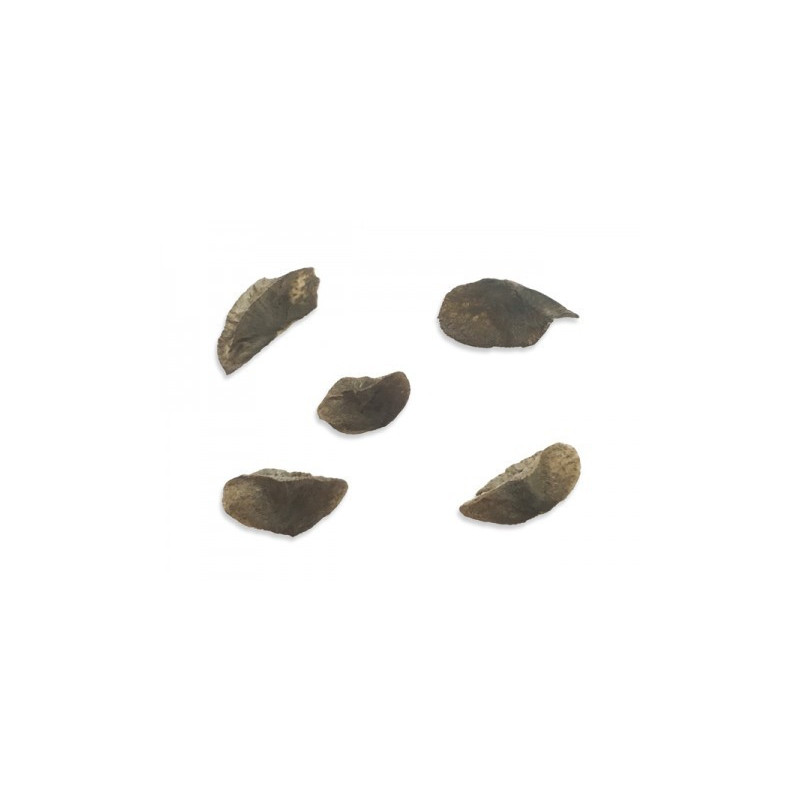 Aloidendron ramosissimum