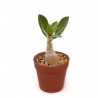 Adenium obesum YLB