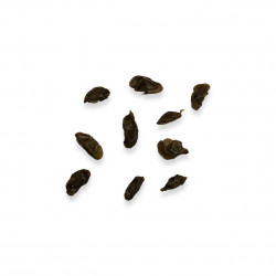 Aloiampelos tenuior var. densiflora