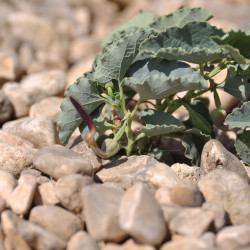 Aristolochia bracteolata