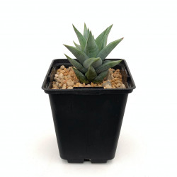 Astroloba rubriflora