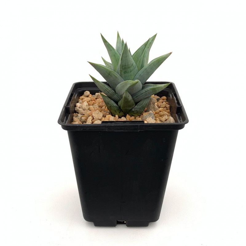 Astroloba rubriflora