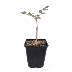 Boswellia dioscorides