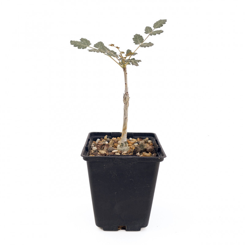 Boswellia dioscorides