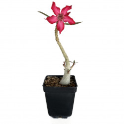 Adenium somalense var. nova