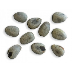 Brachychiton discolor