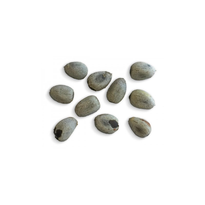 Brachychiton discolor