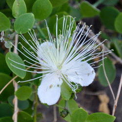 Capparis cartilaginea