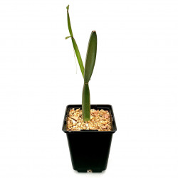 Cissus hamaderohensis