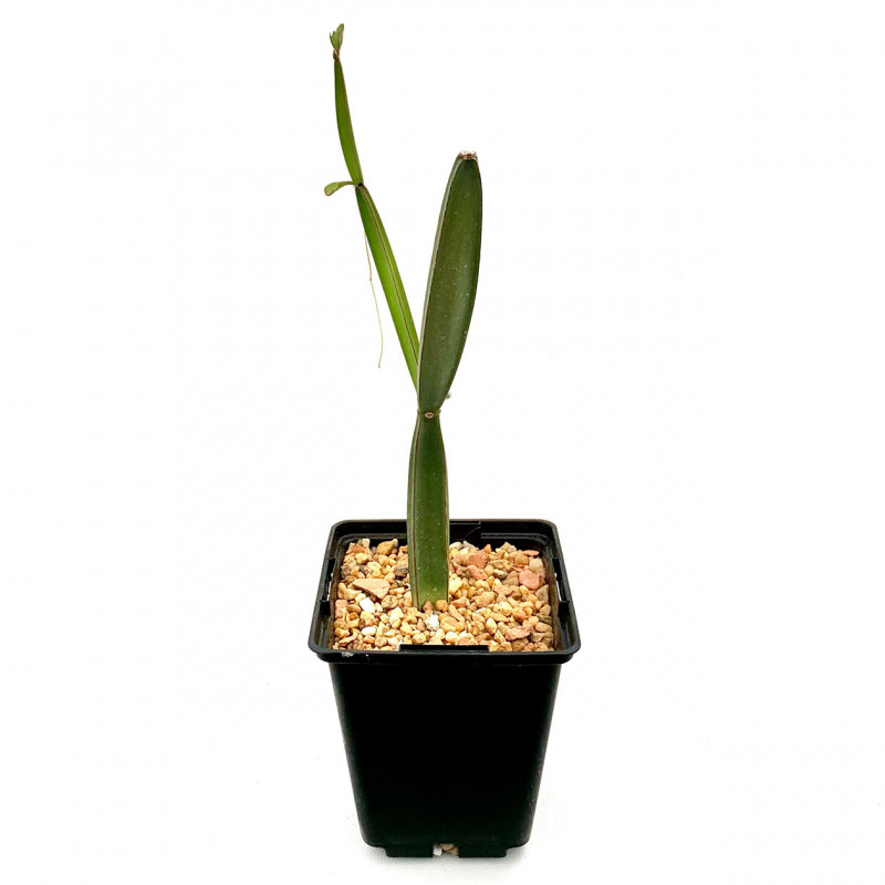 Cissus hamaderohensis