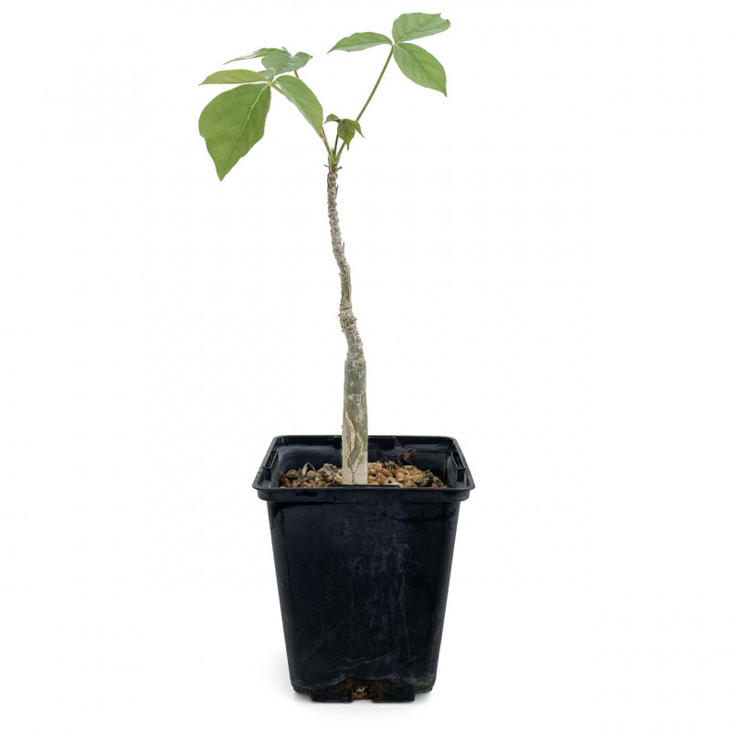 Commiphora unilobata