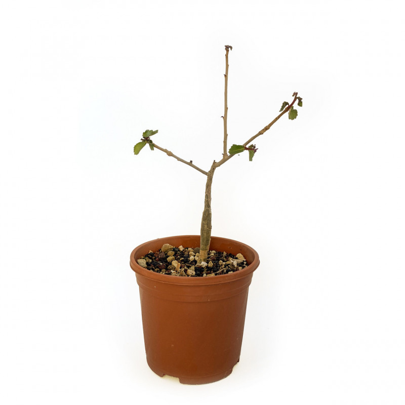 Commiphora wightii