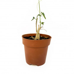 Corallocarpus bainesii