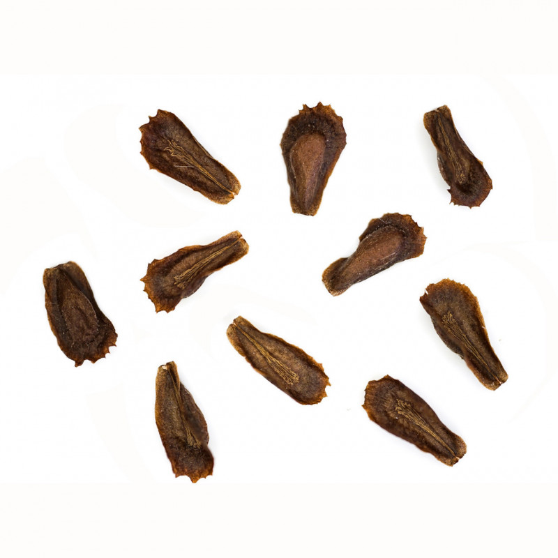 Cynanchum olimpanjehy