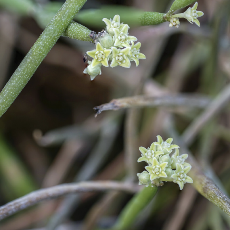 Cynanchum olimpanjehy