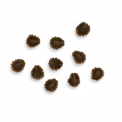 Cynanchum registanense