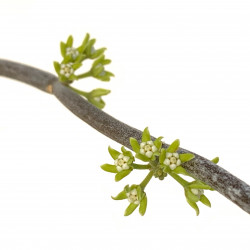 Cynanchum socotranum
