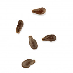 Cynanchum socotranum