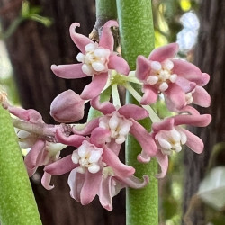 Cynanchum vanlessenii