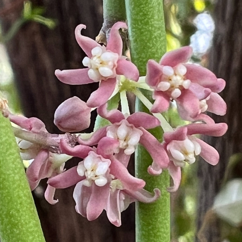 Cynanchum vanlessenii