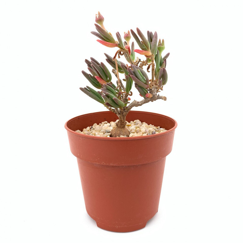 Delosperma bosseranum