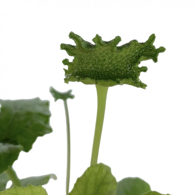 Dorstenia contrajerva