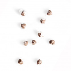 Dorstenia crispa AR14550