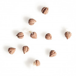 Dorstenia foetida var. lancifolia