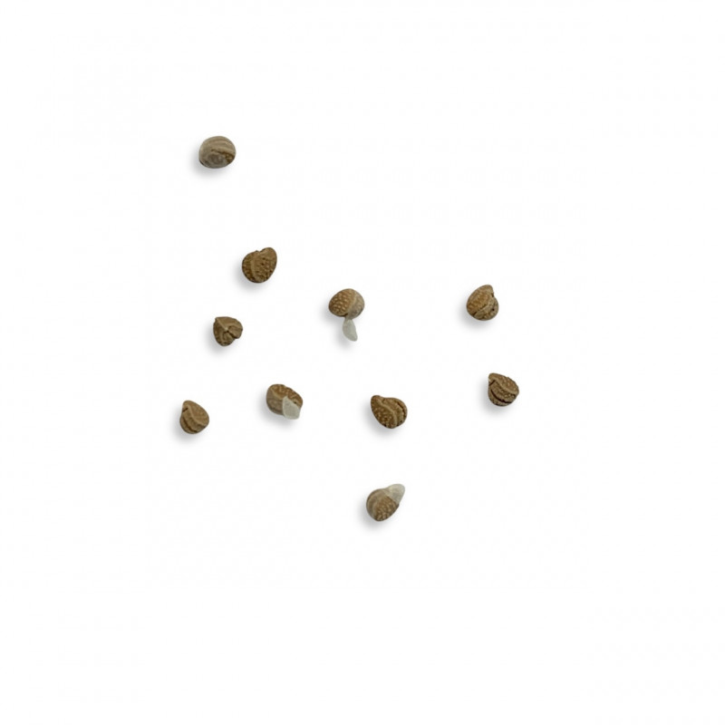 Dorstenia sp. LAV10341