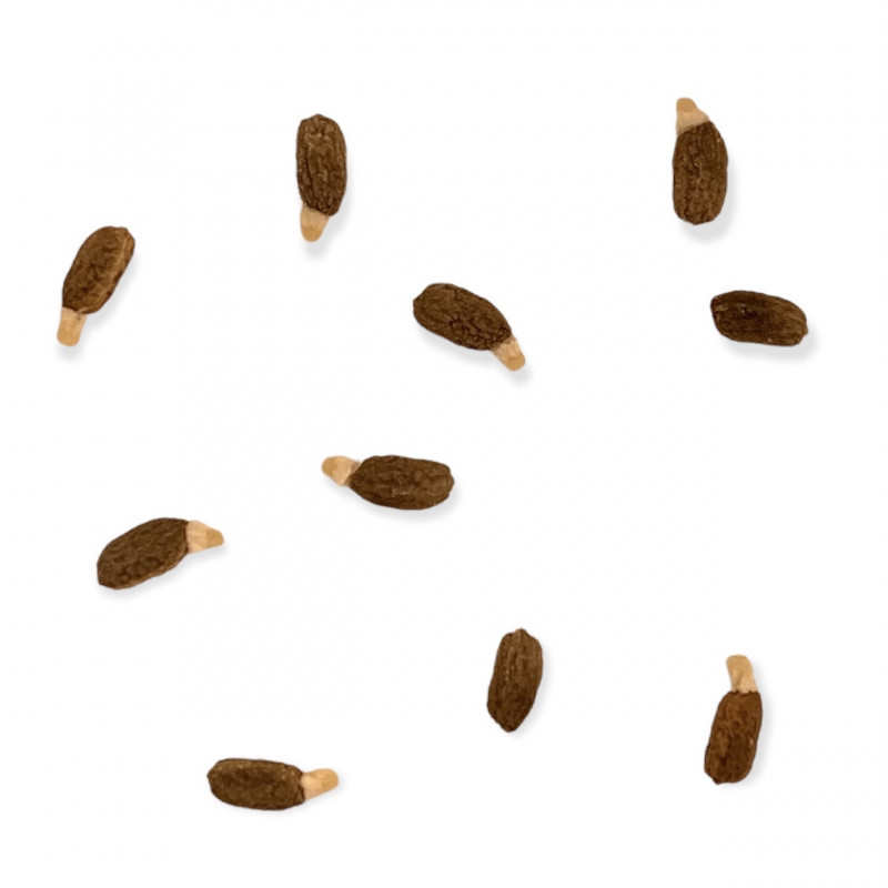 Euphorbia atropurpurea