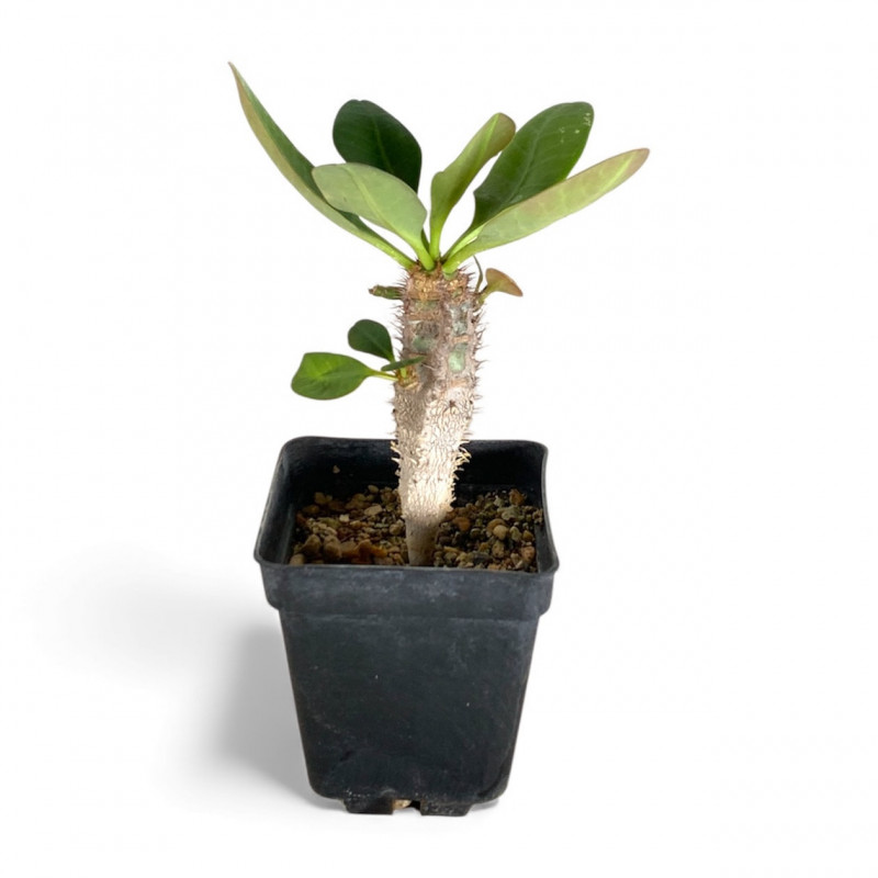 Euphorbia aureoviridiflora