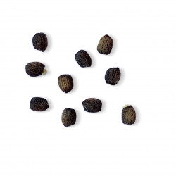 Euphorbia bourgaeana