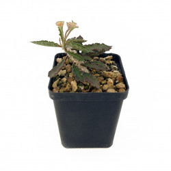 Euphorbia cap-saintemariensis