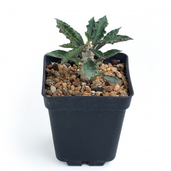 Euphorbia cap-saintemariensis