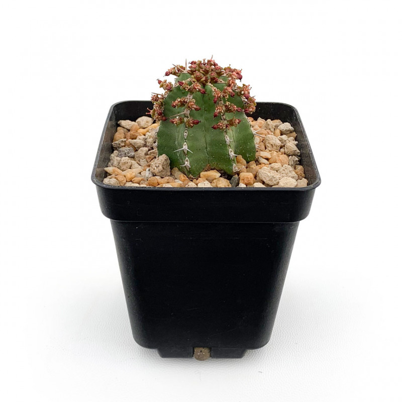 Euphorbia frankii