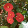 Euphorbia geroldii