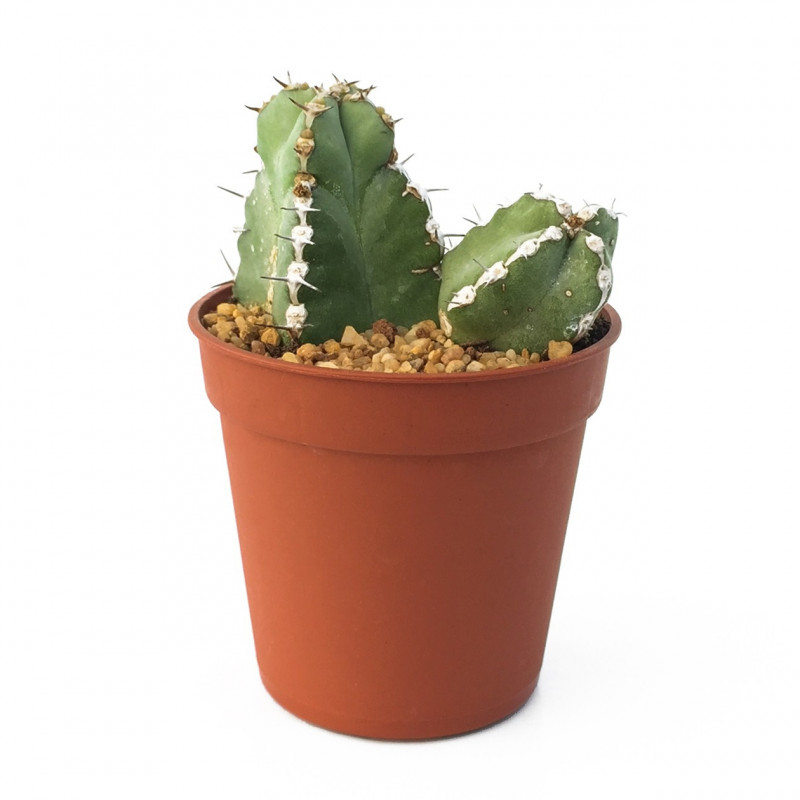 Euphorbia makallensis