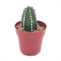 Euphorbia officinarum