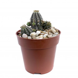 Euphorbia phillipsioides