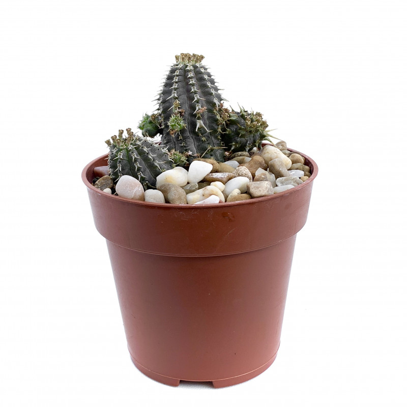 Euphorbia phillipsioides