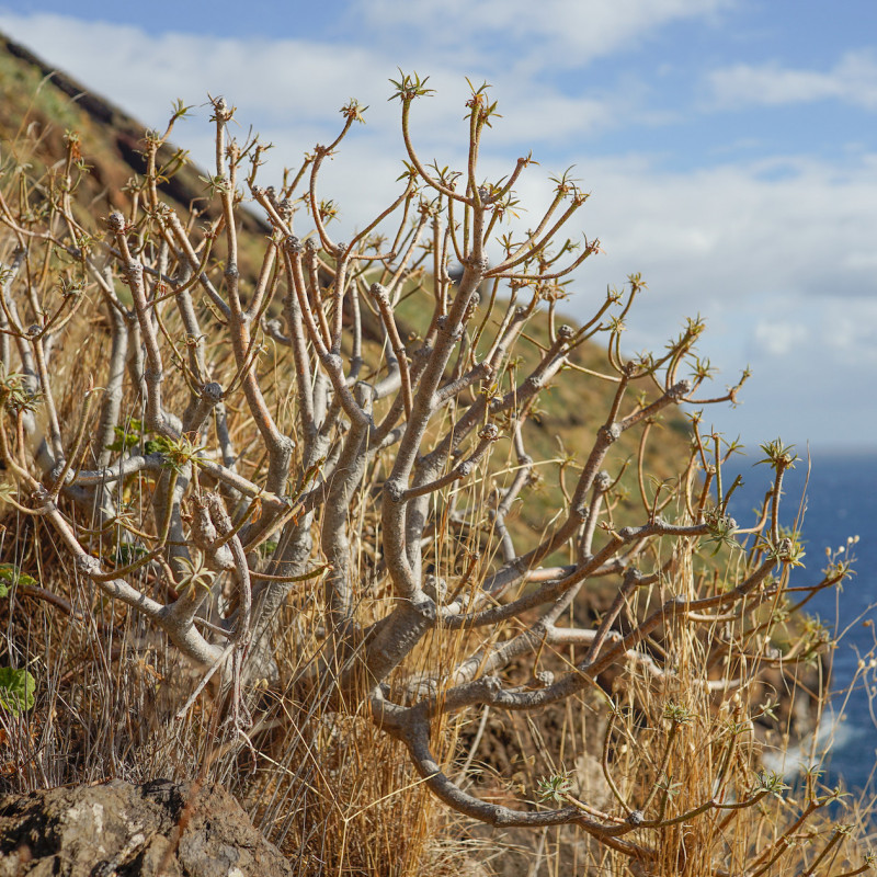 Euphorbia piscatoria