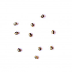 Euphorbia regis-jubae