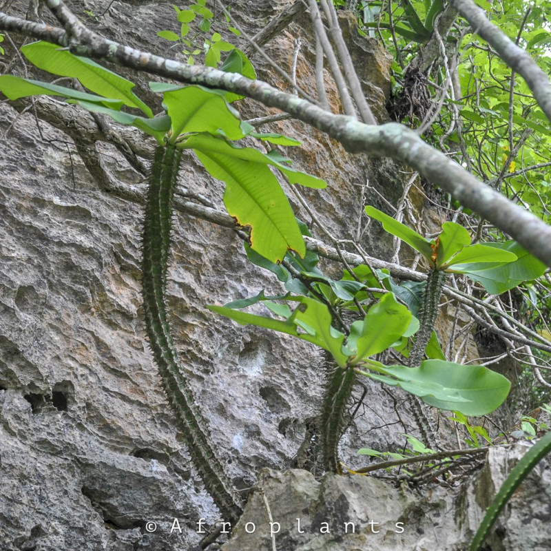 Euphorbia viguieri var. capuroniana